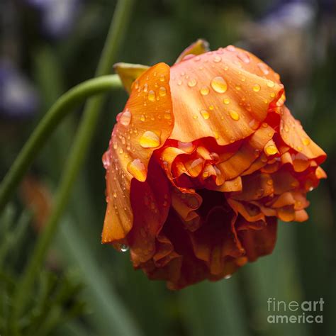 Orange Ranunculus With Water Drops SQ Photograph By Mandy Judson