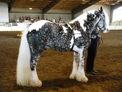 These 18 Horses Have The Most Unusual And Beautiful Colors In The World
