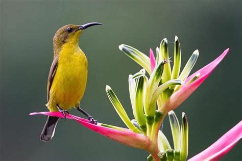 In females, other than the underpart, the yellow coloration covers the chest, throat and chin as well, while in males these parts and forehead are glossy black, iridescent with. Olive backed sunbird - Alchetron, The Free Social Encyclopedia