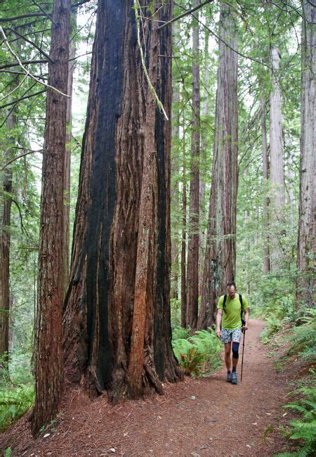 Why Oregons Redwoods Deserve Your Respect And A Visit