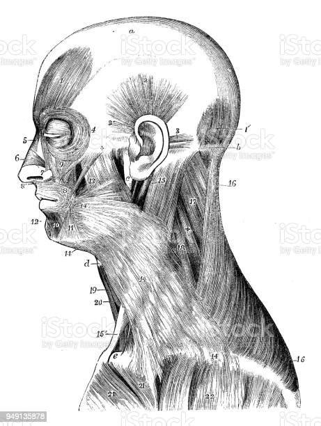 Antique Illustration Of Human Body Anatomy Head And Neck Muscles Stock