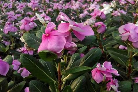 Tanaman bunga cantik ditanam untuk memperindah rumah, taman, kebun, & untuk memanjakan mata anda. Taman Bunga Vinca - Bunga Vinca Tegak Paket Murah 1 Paket Berisi 5 Plant Shopee Indonesia ...