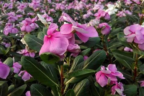 Idea & dekorasi taman bunga added 15 new photos. Taman Bunga Vinca - Menanam Taman Bunga Di Bawah Pokok : Bibit bunga group) adalah situs no.1 di ...