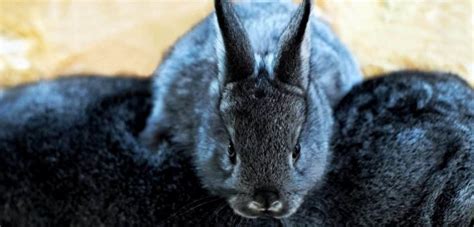We did not find results for: Can Rabbits Eat Cilantro? 4 Great Foods You Can Add ...