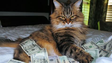 .mx + cash / 1998 06 the computer paper ontario edition by the computer paper issuu : 'Cash Cats' Photo And Art Show Flaunts Hip Trifecta Of ...