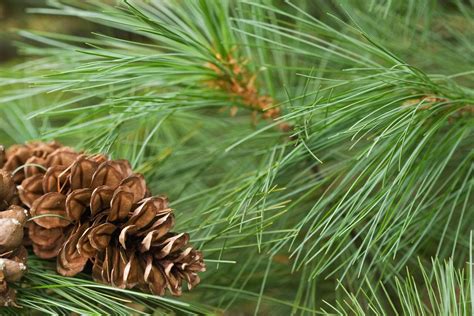 Tips For Planting White Pines Care Of White Pine Trees In The Landscape