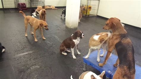 Check the server status and major service issues. The Barking Lot - 12/02/19 - MAH07957 - YouTube