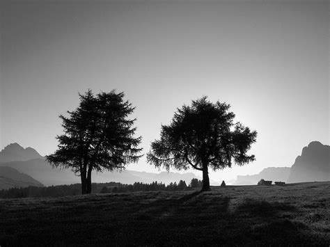 Grayscale Photography Of Two Trees During Daytime Hd Wallpaper