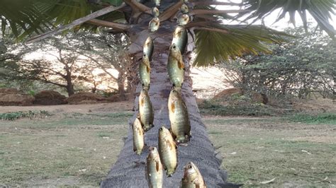 Unbelievable Fish Activity Amazing Fish Climbing On Palm Tree Fish