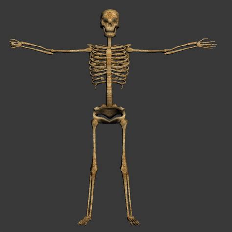 Skull Skeleton 3d Model
