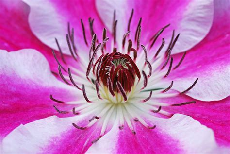 Free Images Blossom Flower Petal Bloom Garden Pink Flora