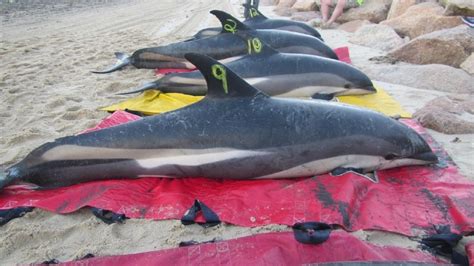 Video 16 Stranded Dolphins Rescued In Cape Cod