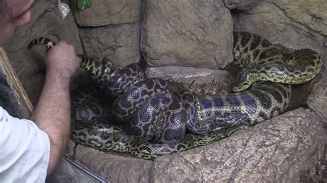 Anaconda Breeding At The Reptile Zoo Youtube