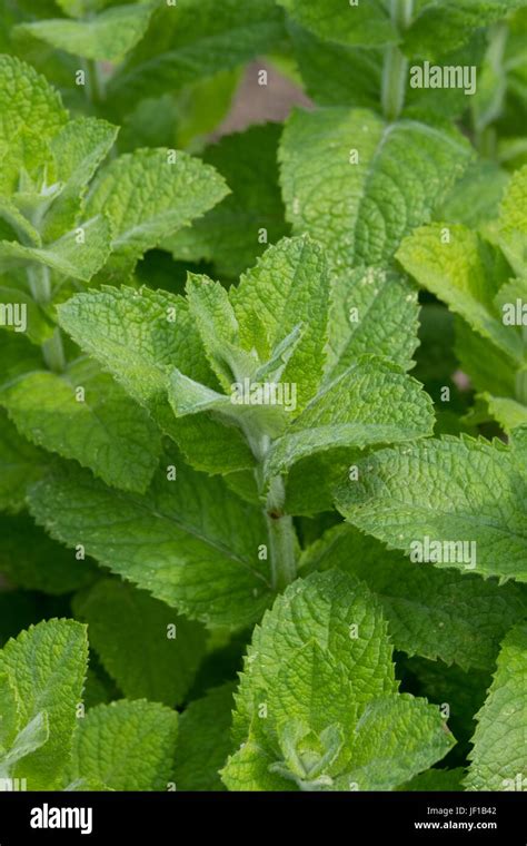 Bowless Mint Mentha × Villosa Var Alopecuroides Stock Photo Alamy