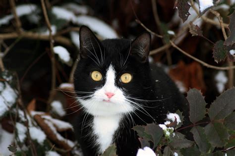 Katzen Und Kälte Lieblingskatze