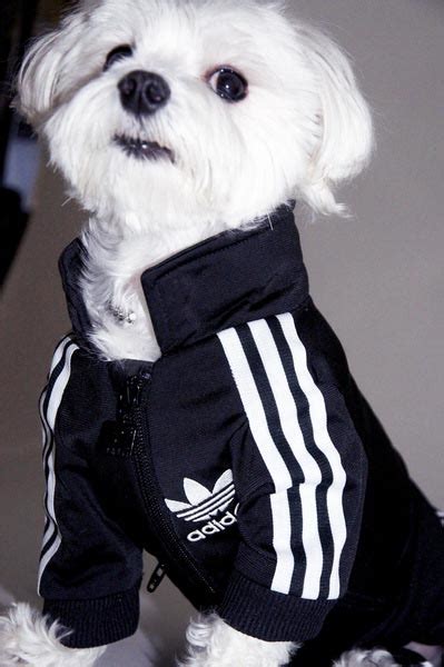 Adidas Sportswear And Sneakers For Small Dogs Fun Pet Design Ideas