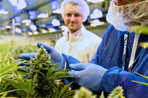 Canadian cannabis producer Tilray spikes after its ...