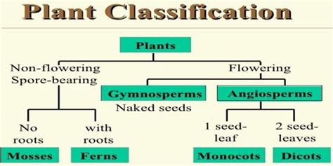 Classification Of Plants Qs Study
