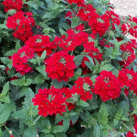 Growing Verbena A Guide To Cultivating This Colorful Long Blooming