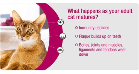 By the time she reaches about 18 months of age, she'll likely be much calmer. Cat Nutrition - Find the Right Nutrition For Cats at Every ...
