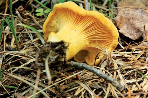 The Foolproof Four Edible Wild Mushrooms