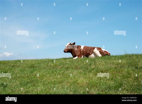 Dairy Cow Laying Down Stock Photo Alamy