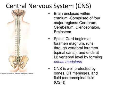 Ppt The Nervous System Chapter 8 The Central And Peripheral Nervous