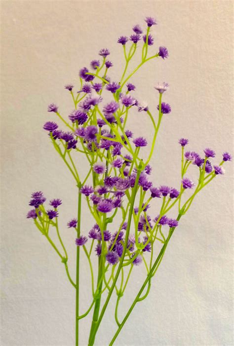Oleh karena itu, bunga babys breath sering digunakan untuk hadiah persembahan pada pernikahan dan juga digunakan sebagai pelengkap hiasan acara tersebut. BBB602L Baby Breath Lavender