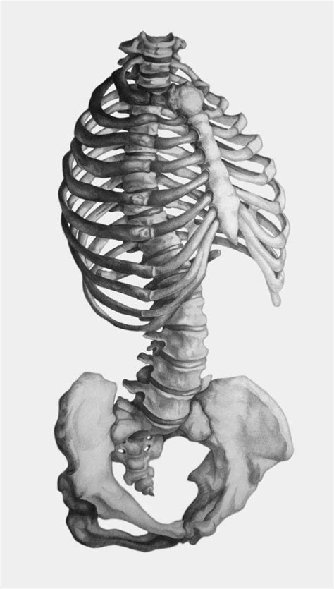 Pin By Brendan Broomhead On º Skulls Ƹ̵ Bones Art º Human Anatomy