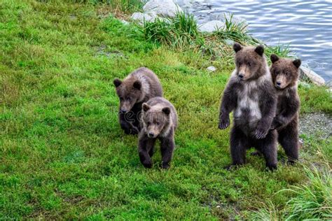 cute little brown bear cubs with natal collars standing up alert on the side of the brooks river