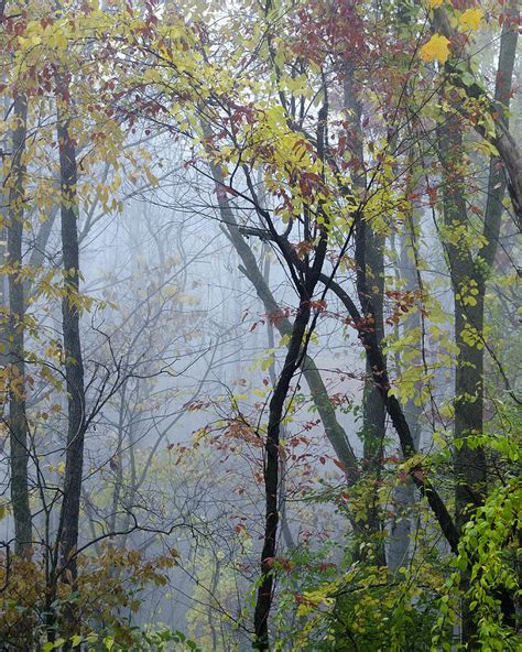 Trees In The Mist Photograph By Shane Mccallister Fine Art America