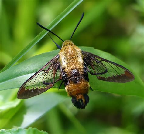 Snowberry Clearwing Moth Hemaris Diffinis After Feeding Flickr