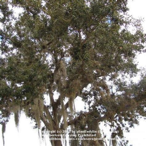 Sand Live Oak Quercus Geminata