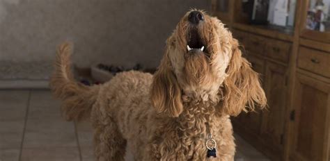 How to treat excessive barking. How to Train Your Dog to Stop Barking at People