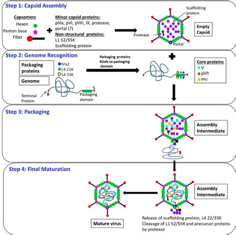 Frontiers Components Of Adenovirus Genome Packaging