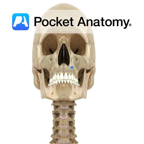 Maxilla Alveolar Process Pocket Anatomy