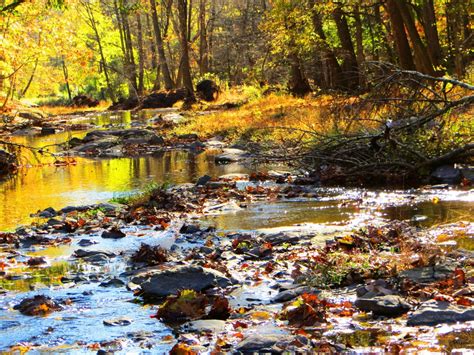 Fotos Gratis Paisaje árbol Naturaleza Al Aire Libre Arroyo