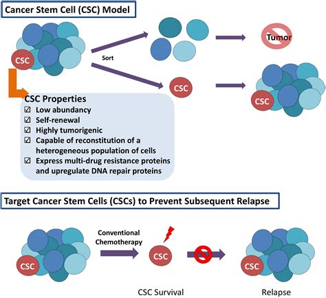 Concise Reviews Cancer Stem Cell Targeted Therapies Toward Clinical