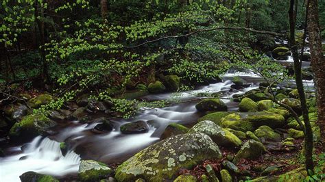 Tennessee Forest Park River Stream 2020 Bing Hd Desktop Preview