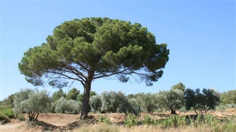 Pin En Bosque Mediterraneo