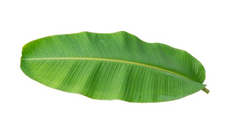 Fresh Banana Leaves Isolated On Transparent Background Png File Png