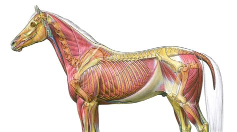 Fei Campus Equine Anatomy And Physiology