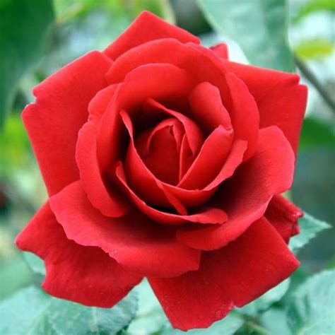 Cara Gambar Bunga Mawar Merah Yang Sangat Cantik Terbaru