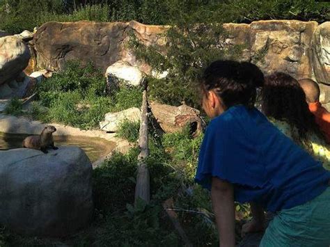 Zoo Nights Return To The Buttonwood Park Zoo This Friday May 23 New