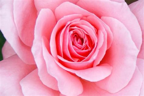 Pink Rose Photograph By Geralyn Palmer Fine Art America