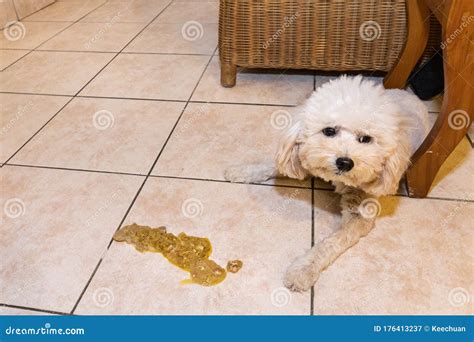 Sick Poodle Dog With Vomit On Floor At Home Stock Image Image Of