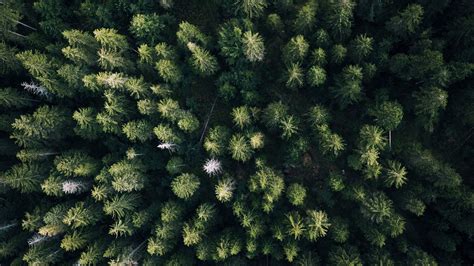 Download Wallpaper 1920x1080 Forest Aerial View Trees