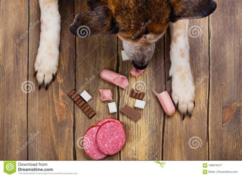 Dog Eating Banned Food Unhealthy Meal For Animals Stock Image Image