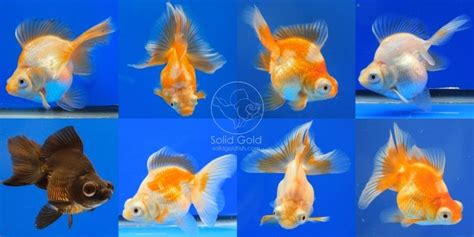 Butterfly Goldfish For Sale Butterfly Mania