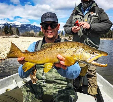 Brown Trout Western Montana Fish Species The Missoulian Angler Fly Shop